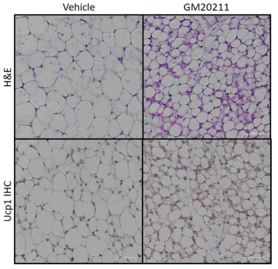 표준 식이 마우스에 Tph1 억제제 신규 선도물질 투여시의 피하지방 Ucp1 면역화학염색