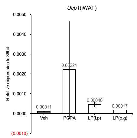 고지방 식이 마우스에 세로토닌합성 억제제를 투여한 후의 피하지방 Ucp1 발현