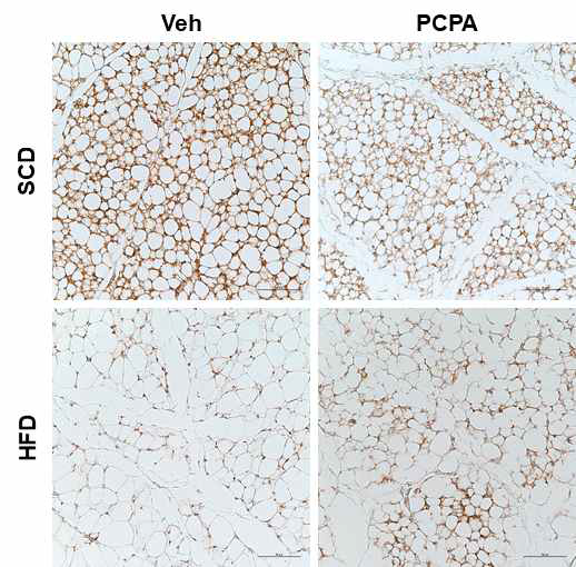 Thermoneutral(30℃) 환경에서 PCPA 투여 시의 피하지방 Ucp1 면역 화학 염색