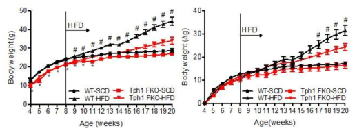 지방세포 특이적 Tph1 결손 마우스의 식이별 체중 변화