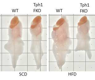 지방세포 특이적 Tph1 결손 마우스의 내장지방