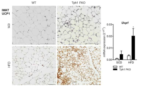 지방세포 특이적 Tph1 결손 마우스의 피하지방 Ucp1 면역화학염색