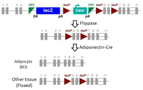 신규 지방세포 특이적 Tph1 결손 마우스 제작 도식