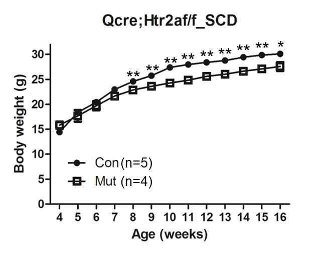 지방세포 특이적 Htr2a KO 마우스의 표준 식이에서의 체중 변화