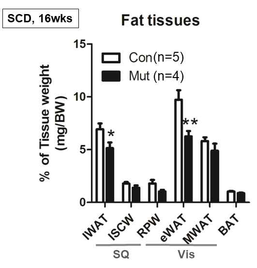 지방세포 특이적 Htr2a KO 마우스의 지방 조직 무게 변화