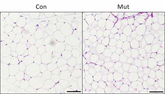 지방세포 특이적 Htr2a KO 마우스의 eWAT H&E 염색사진