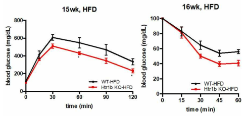 Htr1b KO 마우스의 당부하(왼쪽) 및 인슐린부하검사(오른쪽)