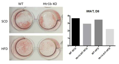 Htr1b KO 마우스 피하지방 전구세포(SVF)의 지방세포 분화능 및 지방축적도 측정