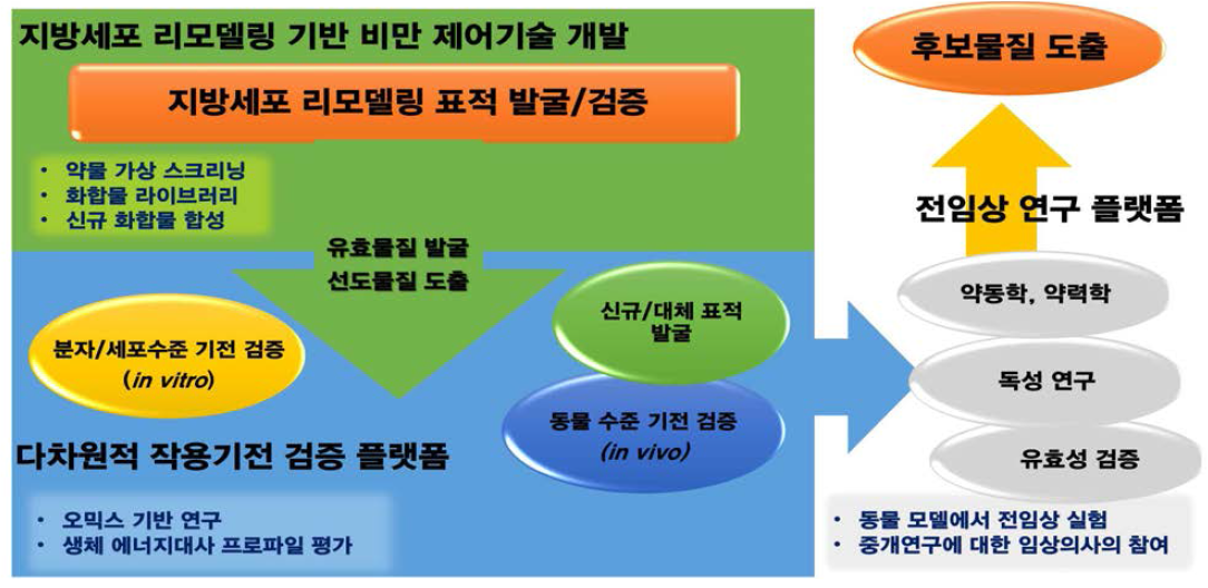 지방세포 유래 세로토닌에 의한 지방세포 리모델링 기전 연구