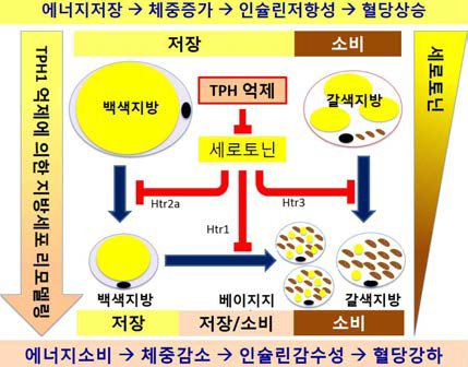 말초 세로토닌 합성억제에 의한 지방세포 리모델링