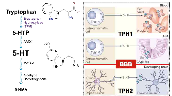 세로토닌의 합성과정