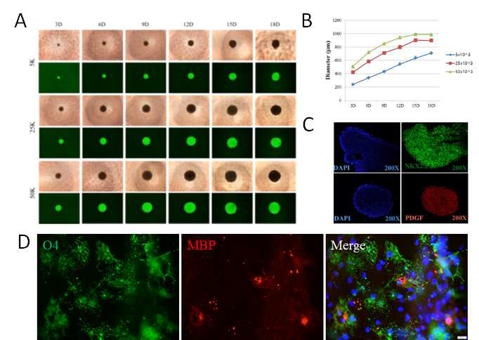 (A-C) 올리고덴드로사이트 전구체의 부유배양을 통한 증폭/분화 (D) 부유배양하던 올리고덴드로사이트를 다시 부착배양으로 옮기고 성숙화 배지 조건에서 약 10주가량 분화시키면 O4+ 및 MBP+ 세포를 확인할 수 있었음