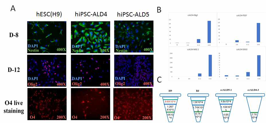 인간배아줄기세포 및 X-ALD환자유래 역분화줄기세포로부터 O4+ 올리고덴드로사이트 분화 (A-B) 다양한 세포주로부터 올리고덴드로사이트로의 분화 (C) 유전체 분석을 위해 MACS 방법을 통해 순수 분리한 총 O4+세포 수