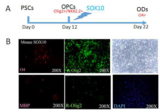(A) 올리고덴드로사이트 전구체의 SOX10발현을 통한 성숙화 촉진 개요 (B) 분화 약 3주만에 O4+ 세포가 관찰되었고 약 2주 이후 MBP+인 완전히 성숙한 올리고덴드로사이트가 관찰되었음