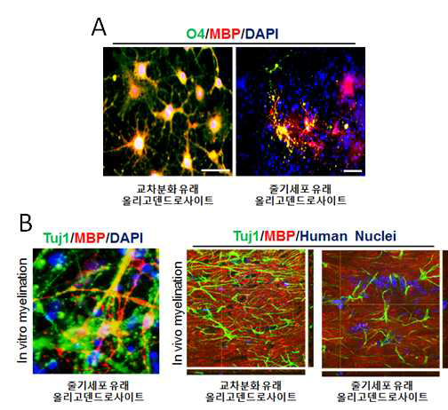 교차분화를 통해 얻어진 올리고덴드로사이트의 특성 분석 (A) 교차분화된 올리고덴드로사이트는 줄기세포에서 분화된 세포와 마찬가지로 O4, MBP 양성으로 염색됨을 확인 (B) 신경세포와 공배양시 신경축삭을 따라 MBP+신호가 관찰되는 것을 확인하여 수초형성의 기능성을 보유한 것을 확인