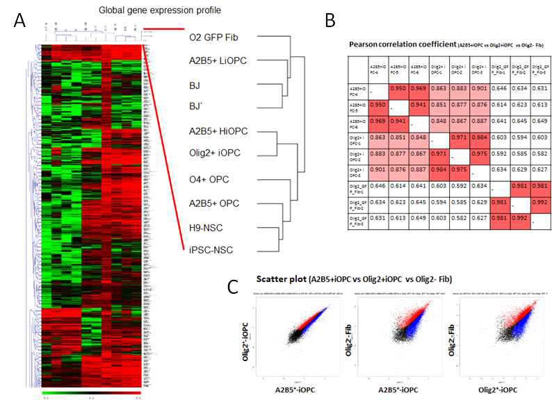 교차분화한 올리고덴드로사이트와 줄기세포에서 분화된 올리고덴드로사이트의 RNA-seq을 통한 유전자 발현 비교 분석 (A-B) 교차분화로 생산된 올리고덴드로사이트(iOPC)는 줄기세포로부터 분화한 올리고덴드로사이트(OPC)와 유전자 발현 패턴이 가장 유사한 것으로 나타남 (C) Scatter plot분석을 통한 유전자 발현 연관성을 검토한 결과 iOPC가 OPC와 높은 연관관계를 보이는 것으로 확인됨