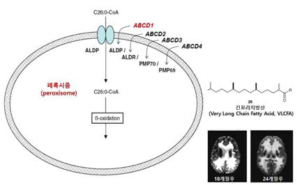 X-ALD의 병태생리. 페록시좀에 존재하는 ABCD1이라고 하는 단백질은 긴꼬리지 방산을 페록시좀 안으로 수송하여 베타산화 과정을 통해 분해하는 역할을 돕는데 이 단백질의 유전자가 소실 혹은 돌연변이화 되면 긴 꼬리지방산이 세포내외에 축적되어 특히 대뇌백질 부위에 심각한 염증성 병변을 야기함