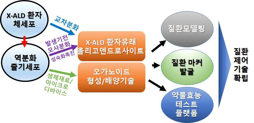 역분화 기술을 활용한 X-ALD 질환 모델링 연구 개요