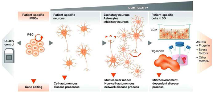 환자 특이적 역분화줄기세포 기반의 뇌 오가노이드 모델 시스템