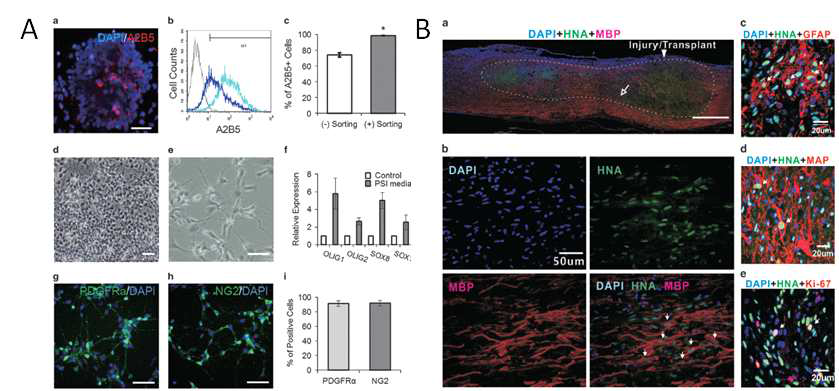 (A) 인간 배아줄기세포로부터 분화된 A2B5/NG2/PDGFR-양성 올리고덴드로사이트 전구세포. (B) 쥐 척수에 이식 후 잘 생착하여 분화된 올리고덴드로사이트
