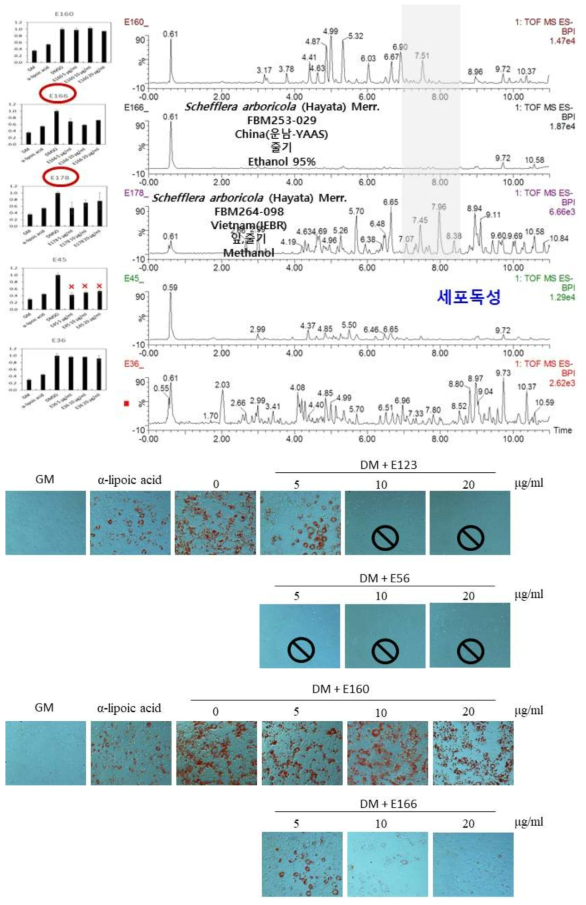 1차 선발된 후보 12종에 대해 UPLC-QTof-MS 분석 크로마토그램, 세포독성, 농도의존적 저해활성결과