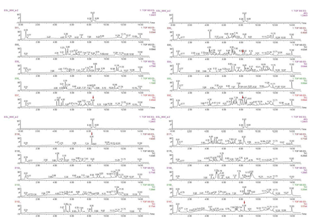 Araliaceaer과 후보소재 199개중 지표성분 유무 UPLC-Qtof-MS 분석 대표결과
