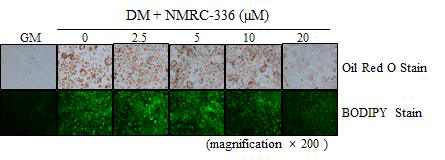 NMRC-336의 지방축적 저해 효과