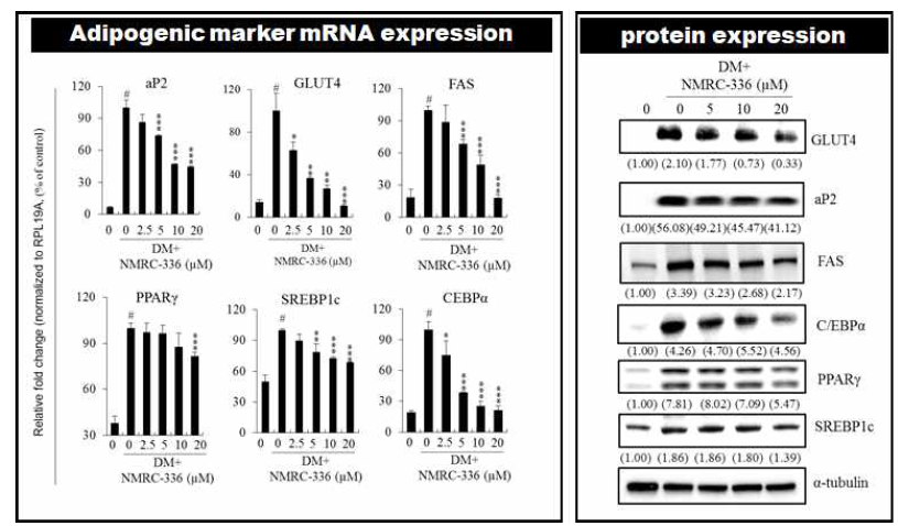 NMRC-336의 지방축적관련 유전자 발현 저해 효과