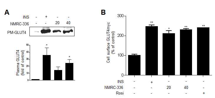 NMRC-336에 의한 GLUT4의 세포막 위치이동 확인