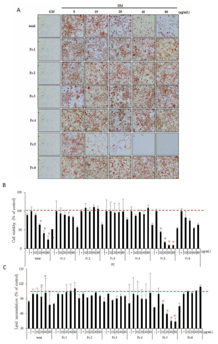 OC 용매분획의 세포 독성(B) 및 지질축적 저해 확인(A,C)