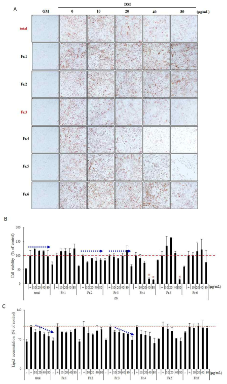 ZN 용매분획의 세포 독성(B) 및 지질축적 저해 확인(A,C)