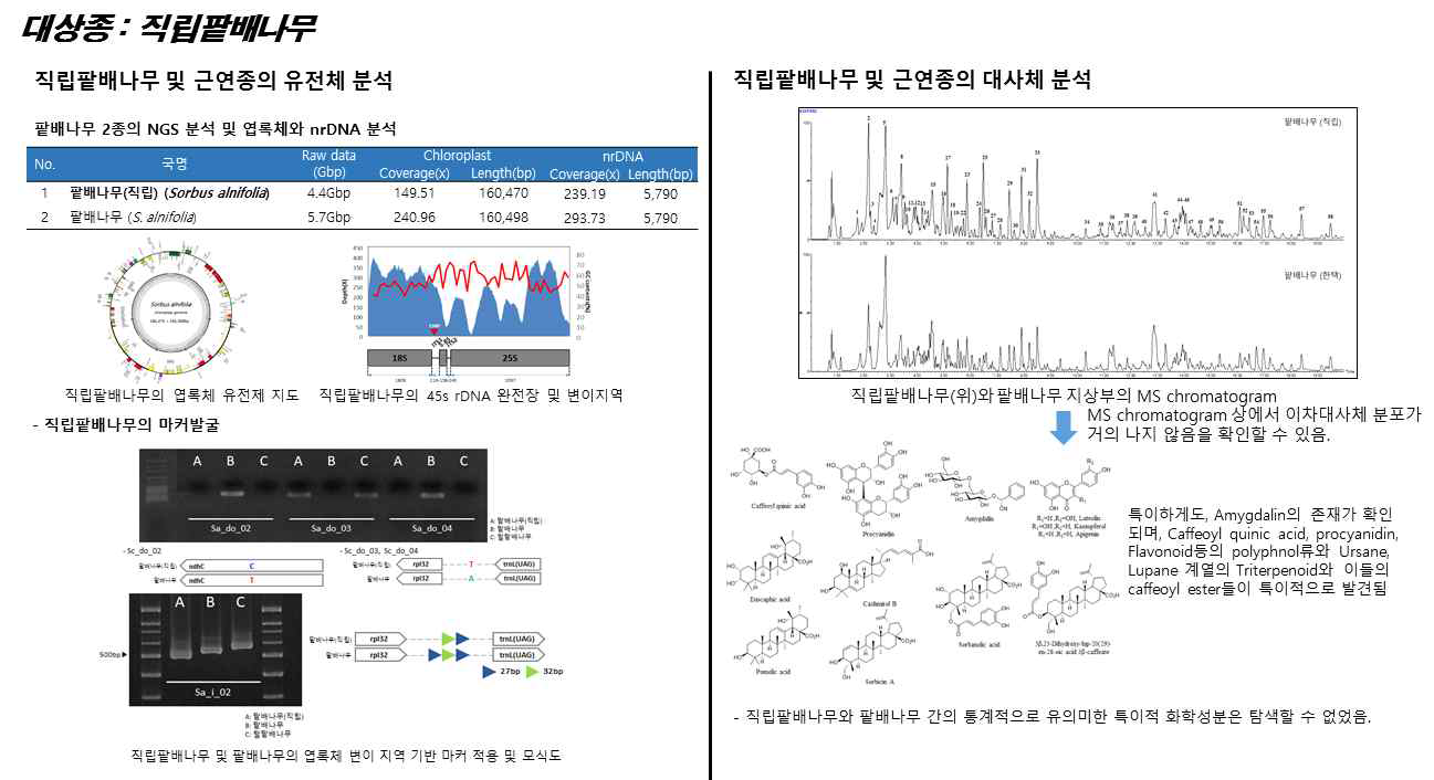 직립팥배나무 및 근연종에 관한 유전체, 대사체 연구결과 개요