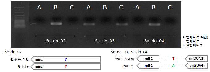 직립팥배나무 및 팥배나무 간 엽록체 염기서열 변이 지역 기반 마커 적용 (Sa_do_02, Sa_do_03, Sa_do_04) 및 모식도