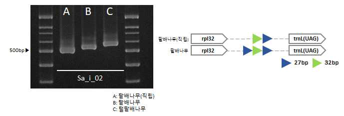 직립팥배나무 및 팥배나무 간 엽록체 염기서열 변이 지역 기반 마커 적용 (Sa_i_02) 및 모식도