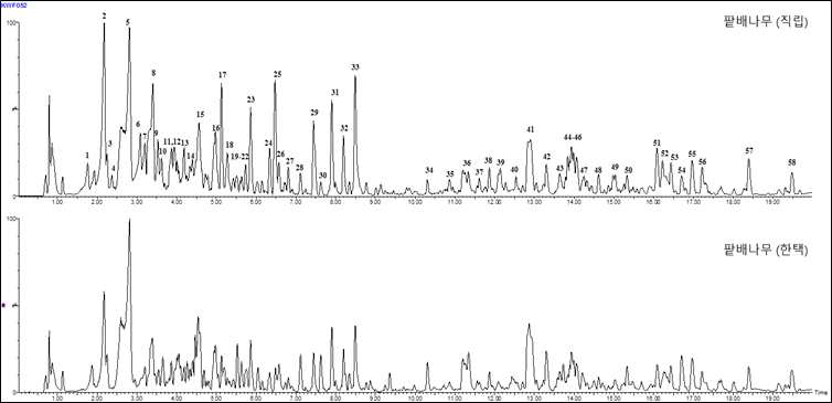 직립팥배나무 (위) 및 팥배나무 (아래)의 UHPLC-QTOF-MS chromatogram