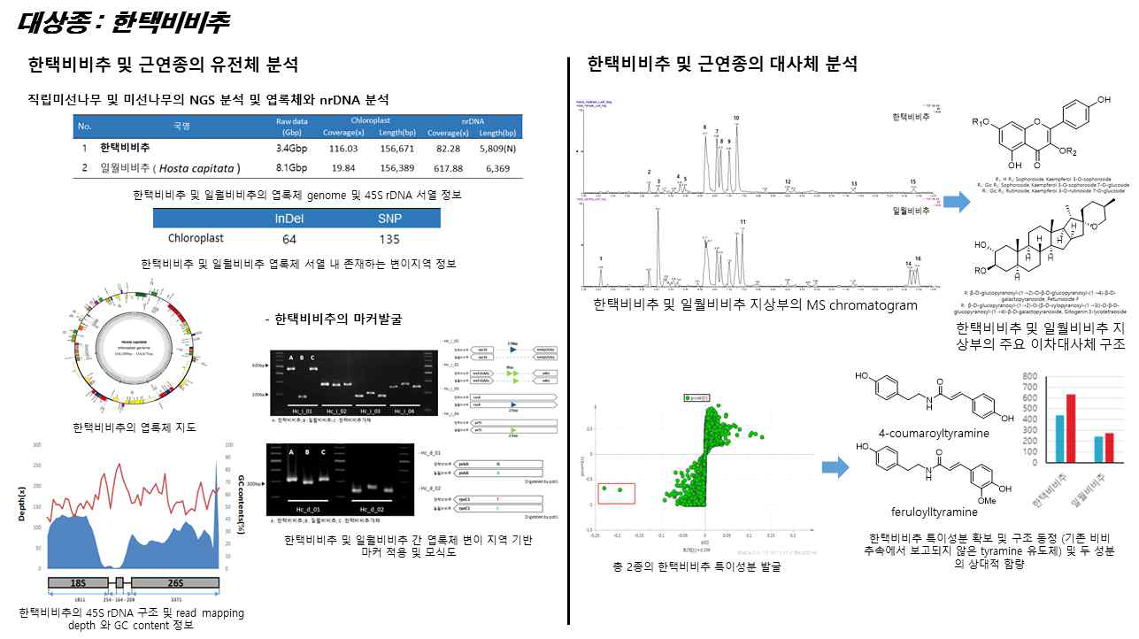 한택비비추 및 근연종에 관한 유전체, 대사체 연구결과 개요