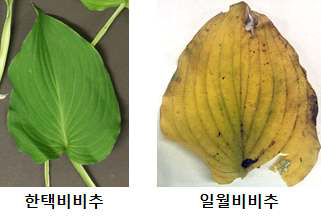 한택비비추 및 일월비비추