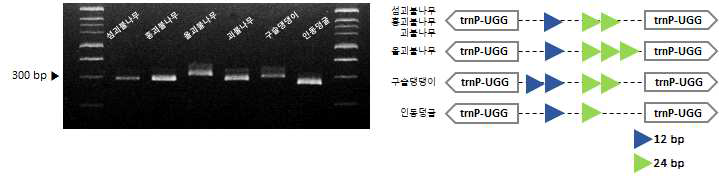 섬괴불나무 및 근연종 간 엽록체 염기서열 변이 지역 기반 마커 적용 (Lo_i_04) 및 모식도