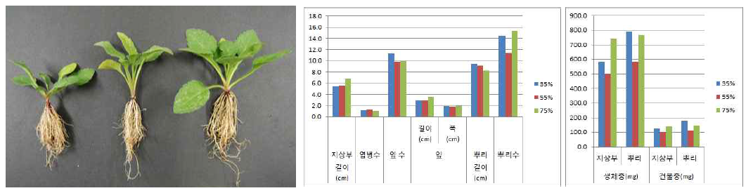 차광처리가 미역취(제주)의 발아 및 생육에 미치는 영향(좌로부터 35, 55, 75%)