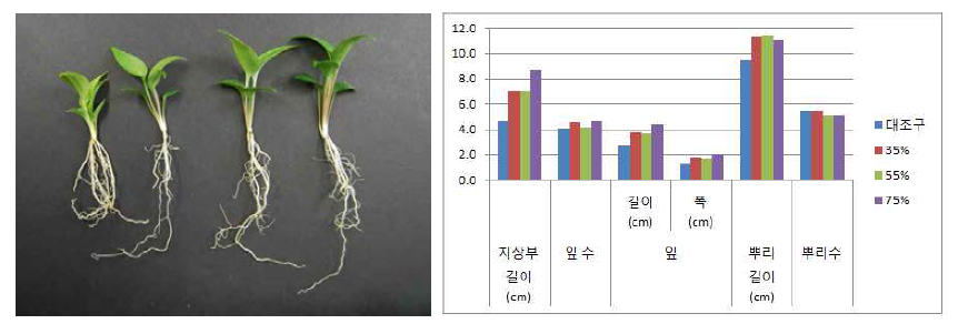 차광처리가 일월비비추‘퍼스트벨’의 발아 및 생육에 미치는 영향(좌로부터 0, 35, 55, 75%)