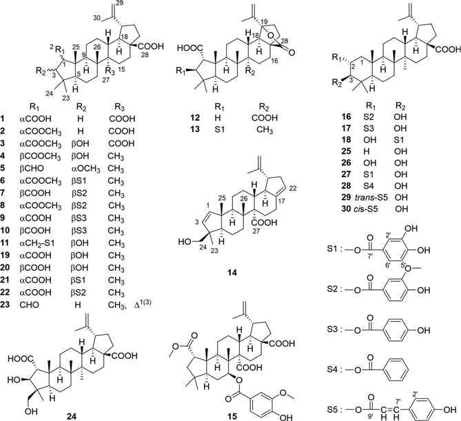 대추나무로부터 확보된 triterpenoid in-house library