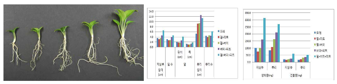 플러그 트레이 용토가 일월비비추‘퍼스트벨’ 발아 및 생육에 미치는 영향(좌로부터 Sand, Pr:Pt, Pr:V, V:Pt, Pr:V:Pt)