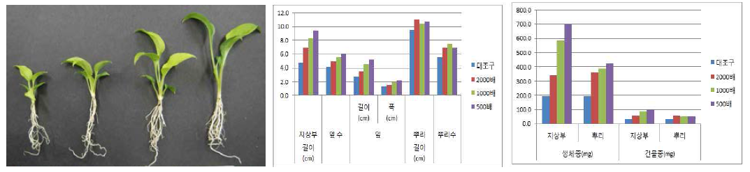 시비처리가 일월비비추‘퍼스트벨’ 의 발아 및 생육에 미치는 영향(좌로부터 대조구, 2000, 1000, 500배)