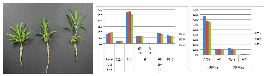 차광처리가 술패랭이(왜성)의 발아 및 생육에 미치는 영향(좌로부터 35, 55, 75%)