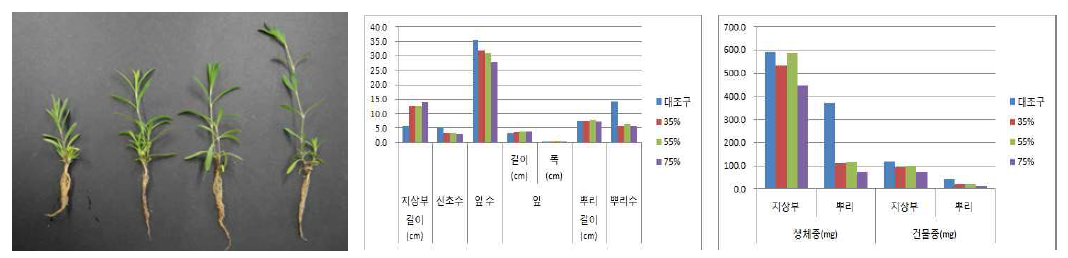 차광처리가패랭이꽃(제주)의 발아 및 생육에 미치는 영향(좌로부터 0, 35, 55, 75%)