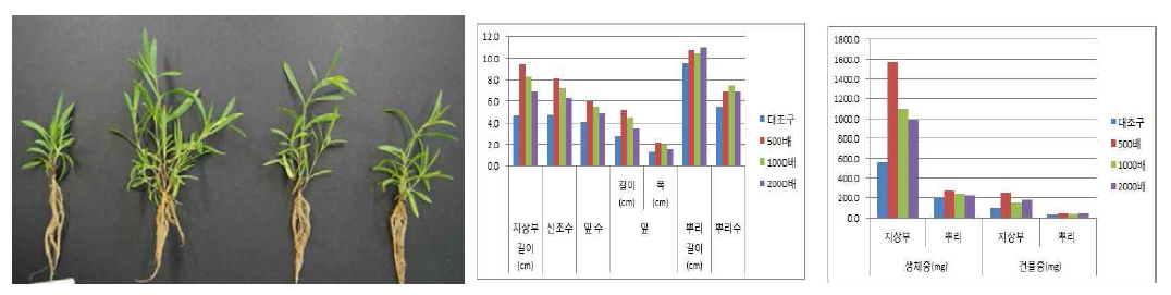 시비처리가 패랭이꽃(제주)의 발아 및 생육에 미치는 영향(좌로부터 대조구, 500, 1000, 2000)