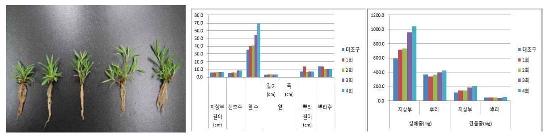 시비횟수가패랭이꽃(제주)3의 발아 및 생육에 미치는 영향(좌로부터 대조구, 1, 2, 3, 4회/주)