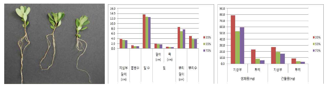 차광처리가 산철쭉(제주)의 발아 및 생육에 미치는 영향(좌로부터 35, 55, 75%)