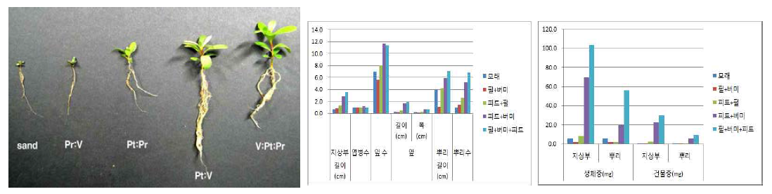 차광처리가산철쭉(제주)의 발아 및 생육에 미치는 영향(좌로부터 Sand, , Pr:V, Pr:Pt V:Pt, Pr:V:Pt)