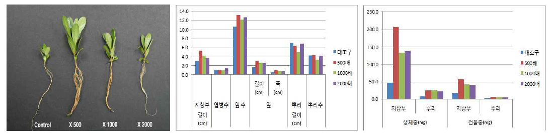 시비처리가 HT2015-092의 발아 및 생육에 미치는 영향(좌로부터 대조구, 500, 1000, 2000)